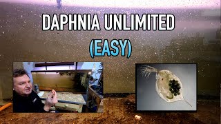 How I Raise Daphnia Water Fleas And You Can Too [upl. by Yejus]