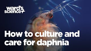 Caring and Culturing for Daphnia [upl. by Arta]