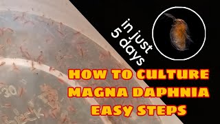 How to Culture Magna Daphnia Easily [upl. by Sheila120]