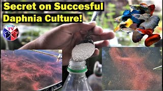 How to Culture Daphnia Successfully [upl. by Dyob530]