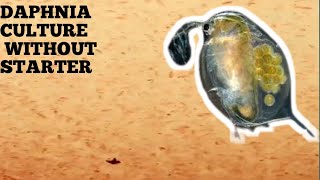 HOW TO CULTURE DAPHNIA NATURALLY WITHOUT A STARTER [upl. by Pernell]