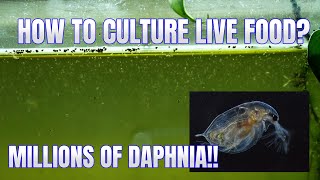 How to Culture Daphnia Secret Method to Breed MILLIONS  Simply Aquatic [upl. by Aloisia840]