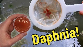 How I Culture Daphnia In Outdoor Tubs [upl. by Htnamas410]