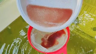 How to culture daphnia  Daphnia culture  How to grow daphnia outdoor [upl. by Annahavas522]