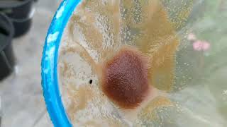 How to culture daphnia moina in a small container Part 1 English Subtitle [upl. by Godwin]