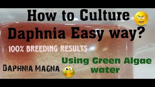 Daphnia MagnaHow to Culture Daphnia Easy wayCulturing Daphnia using Green water Daphnia [upl. by Wiley]