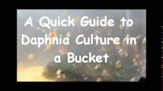 How to culture daphnia outside [upl. by Dragon784]