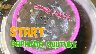 How to culture daphnia moina the easy way 1  Starting the Daphnia culture [upl. by Ardie]