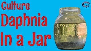 How to Culture Daphnia in a Jar [upl. by Weidar410]