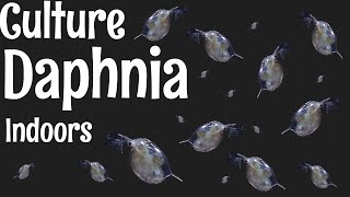 How to Culture Daphnia [upl. by Ofelia]