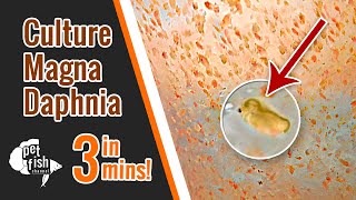 How to culture DAPHNIA MAGNA  The easy way [upl. by Clemmy]