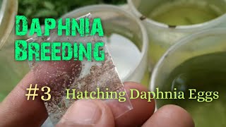 Daphnia Culture made simple and easy 3  Hatching Daphnia eggs [upl. by Rakel711]