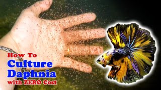 How to Culture Daphnia with ZERO Cost  Unlimited Live Food For Our Fish [upl. by Abeu]