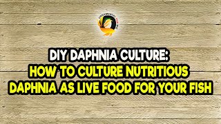 DIY Daphnia Culture How to Culture Nutritious Daphnia as Live Food for Your Fish [upl. by Aseek860]