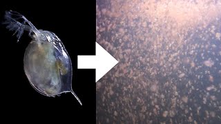 How I Culture Daphnia [upl. by Ykroc804]