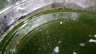 DAPHNIA MOINA CULTURE IN A SMALL BUCKET [upl. by Myo639]