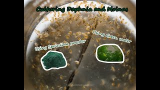 How To Culture Daphnia and Moinas using Green Water Spirulina powder [upl. by Einegue]