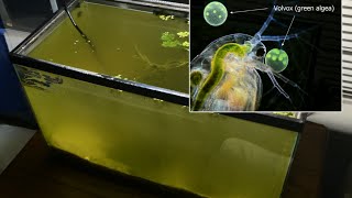 Raising Daphnia for the Freshwater Aquarium [upl. by Halyk61]