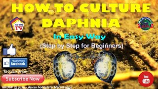 HOW TO CULTURE DAPHNIA In Easy Way [upl. by Ila]